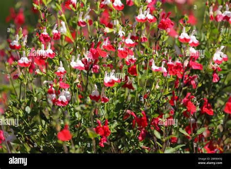 Red And White Flowers Of Salvia Hot Lips Salvia Microphylla Growing