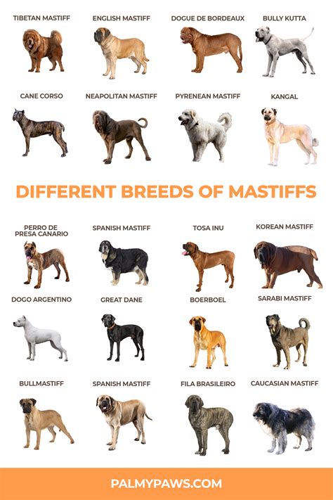 Different Mastiffs Breeds With Pictures Lema