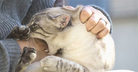 Symptoms Of Rabies In Cats Bite Cat Meme Stock Pictures And Photos