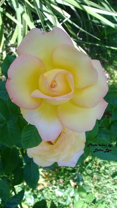 Peace Rose By Letha Lynit Is Amazing What The Right Spot In The Yard