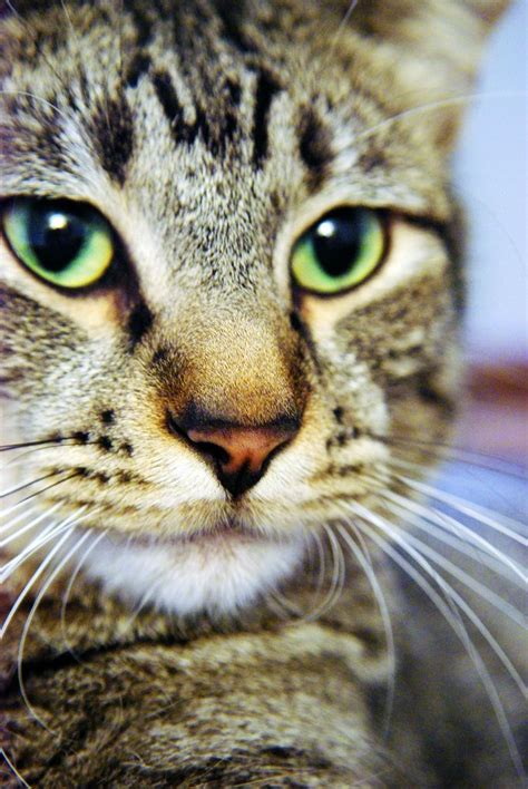 Check spelling or type a new query. Pin on Cats & Other Fuzzy Critters