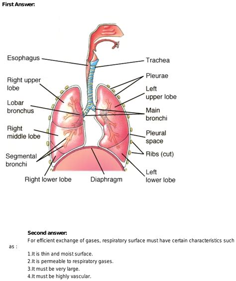 21 I Draw A Diagram Of Respiratory System Of Human Being And Label
