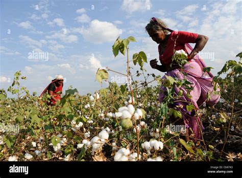 India Maharashtra Cotton Farming In Vidarbha Region Most Of The Crop