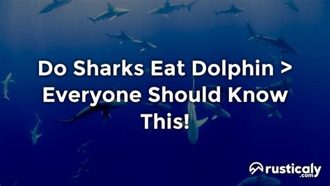 Do Sharks Eat Dolphin — Fully Explained Inside