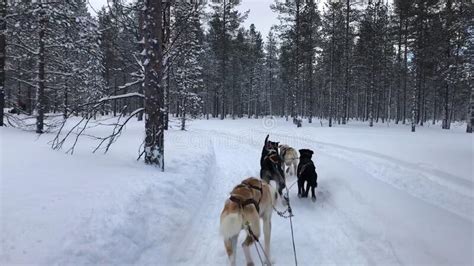 Husky Dog Sledding Tour In Rovaniemi Finland Stock Image Image Of