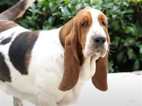 Le Basset Hound Caract Ristiques Comportement Ducation Vid O