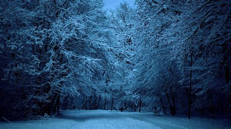 Winter Forest Night Image Outdoors Wallpaper 1080p