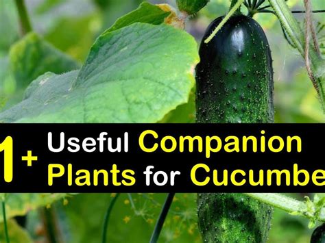 Best Companion Plants For Cucumbers Sarahbffjayde