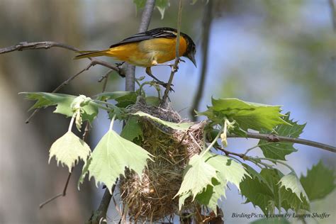 Baltimore Oriole Nest Birding Pictures