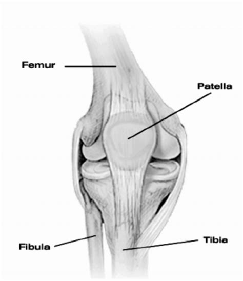 The fibula is connected via ligaments to the two ends of the tibia. HUMAN KNEE JOINT WITH MAIN BONES. | Download Scientific ...