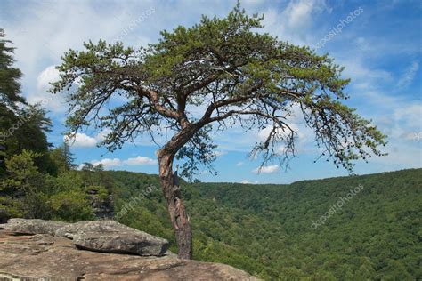 Tree Growing On A Cliff Edge — Stock Photo © Tyroneburke 13306577