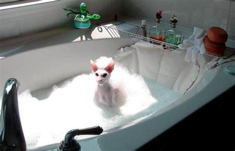 How To Bathe A Sphynx Cat Or Hairless Cat