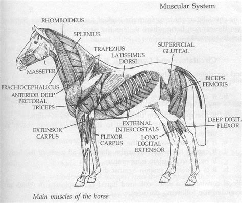 Muscle Structure Of A Horse Horse Anatomy Horse Therapy Horse