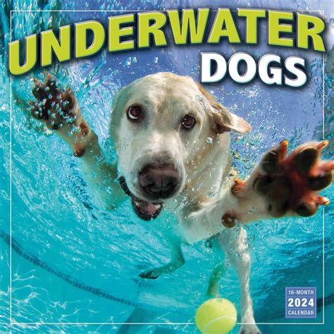 Underwater Dogs Calendar 2024 Calendar Store