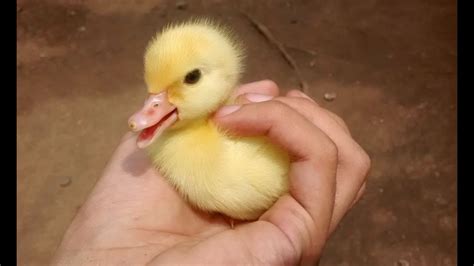 Cute Duckling A Funny Duck Videos Compilation New Hd Youtube