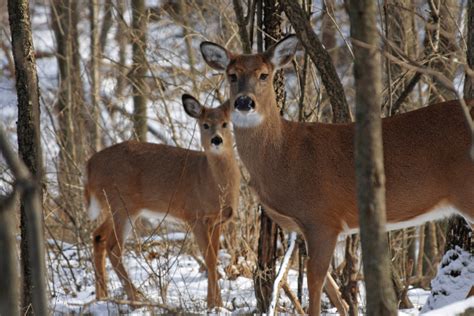 Mule Deer Vs White Tail Deer Differences Similarities And How To