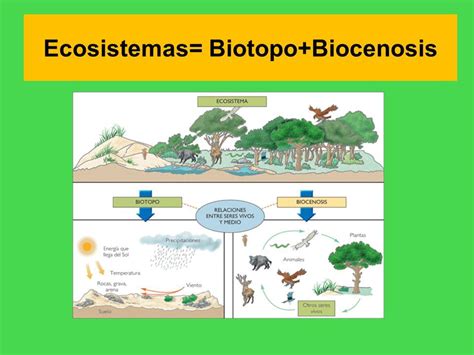 También Se Puede Definir Ecosistema Como El Conjunto Formado Por Un