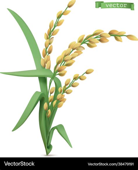 Rice Plant 3d Realistic Icon Royalty Free Vector Image