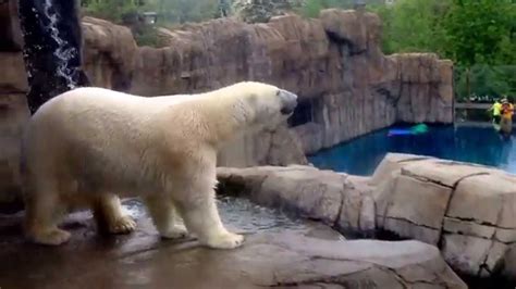 Polar Bear Dance Youtube
