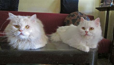 Alibaba.com offers 1,275 cat in persian products. Traditional Persian Cats Living in Mumbai - PoC