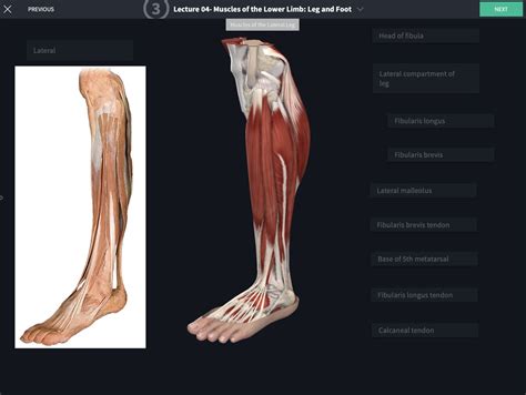 Cadaver Anatomy