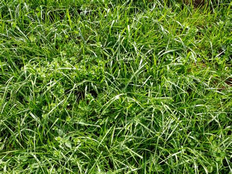 Controlling Tall Fescue How To Get Rid Of Tall Fescue In The Lawn