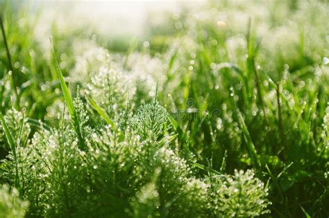 Wild Green Grass With Morning Dew At Sunrise Macro Image Stock Image