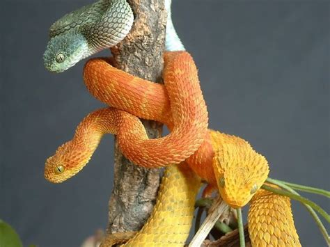 African Vipers The Variable Bush Viper Atheris Squamigera A