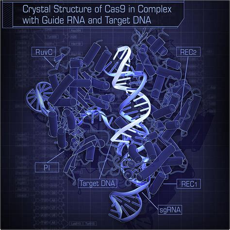 Dna stands for deoxyribonucleic acid, and rna for ribonucleic acid. Cas9 - Wikipedia