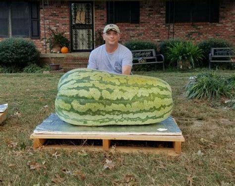 Giant Carolina Watermelon Beyond Organic Seeds
