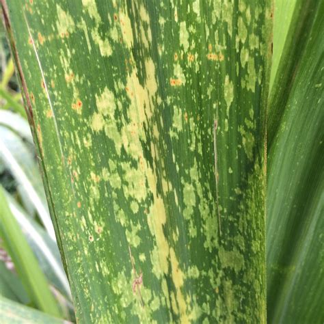 We did not find results for: Sugarcane: Mosaic symptoms on leaves | Cause: Possibly ...