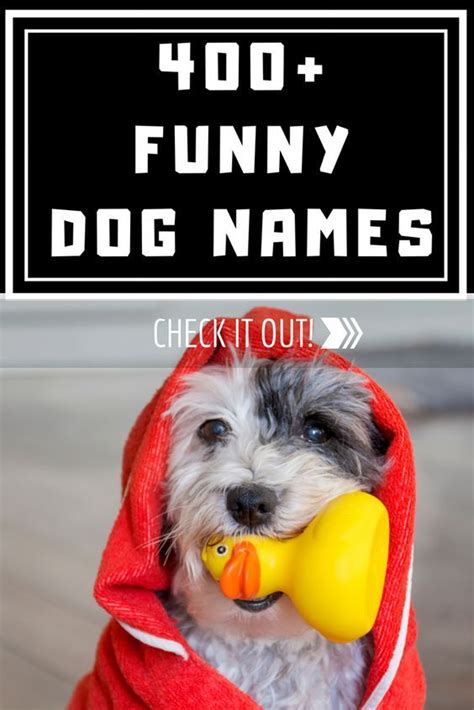 Funny Dog Names Funny Dog Names Dog Names Boy Dog Names