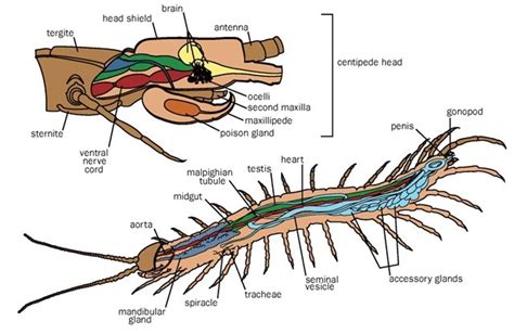 Centipede Diagram