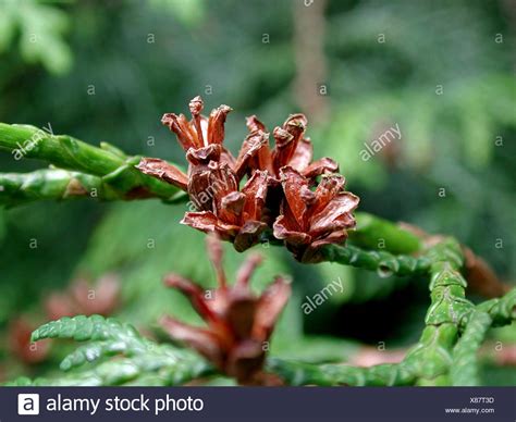 Japanese Thuja High Resolution Stock Photography And Images Alamy