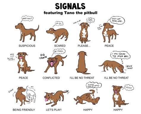 Dog Body Language The Y Guide