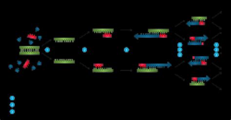 Polymerase Chain Reaction Pcr Steps Types And Applications