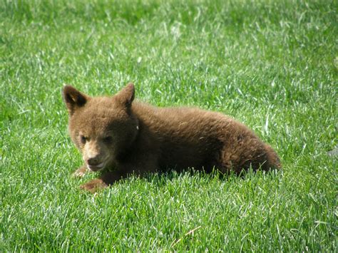 Baby Bear In South Dakota Jim Bowen Flickr
