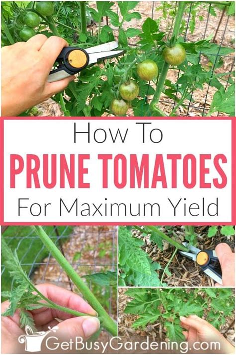 How To Prune Tomatoes For Maximum Production In 2021 Trimming Tomato