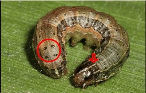 Hyrcanus were similar at the two sites. Black Spots In Square Shape In Abdomen and Inverted Y ...