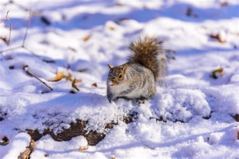 Where Do Squirrels Go In The Winter Squirrelcontrolca