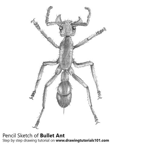 Notice, too, that the shape is set at a diagonal angle. Bullet Ant Pencil Drawing - How to Sketch Bullet Ant using ...