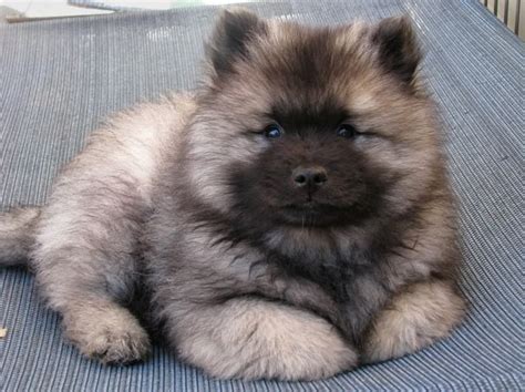 Rules Of The Jungle Keeshond Puppies