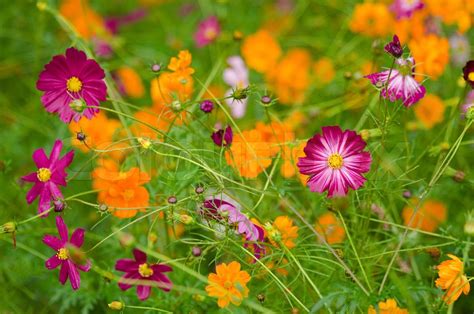 A Field Of Cosmos Flowers Stock Image Colourbox