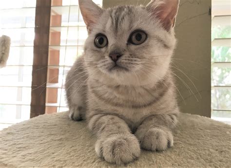 As a powerful cat, all components of this breed should be well developed. British Shorthair Cats For Sale | Orlando, FL #172695