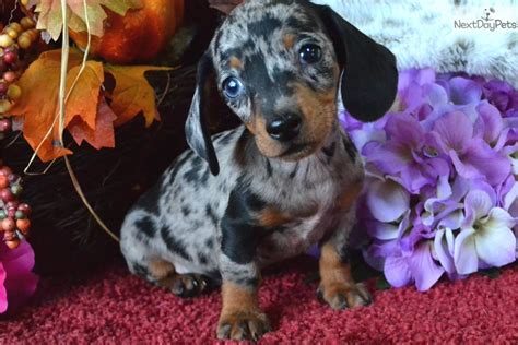 57 Blue Dapple Mini Dachshund Puppies For Sale Pic Bleumoonproductions