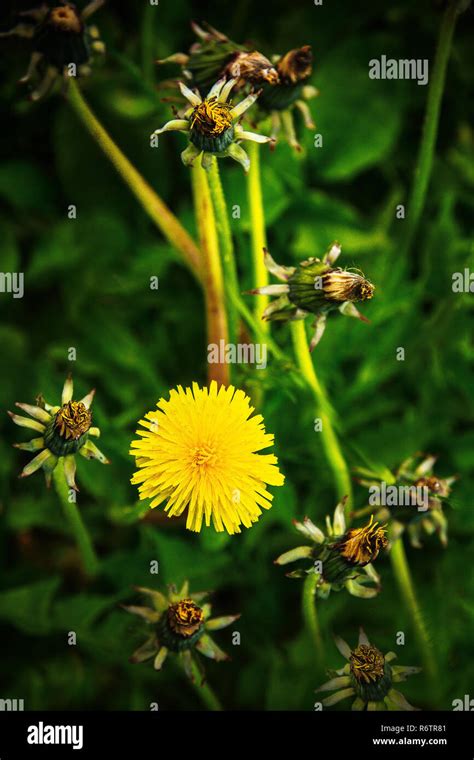 Yellow Dandelion Flower In A Green Meadow Stock Photo Alamy