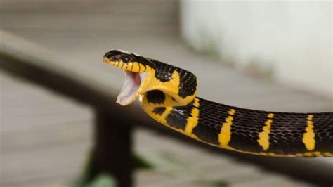 15 Most Dangerous Animals in Thailand That Are Deadly