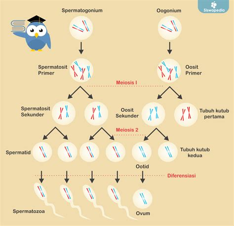 Pembentukan Sel Kelamin Spermatogenesis Dan Oogenesis