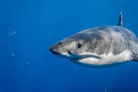 Great White Shark Carcharodon Carcharias Tiburones Animales