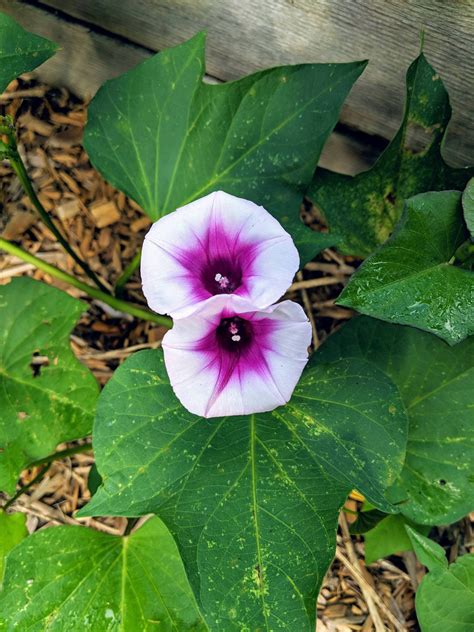 Sweet Potatoes Have Gorgeous Flowers Who Knew Gardening